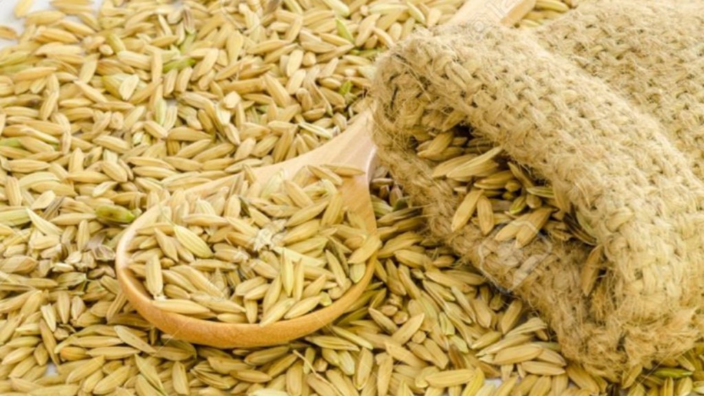 पालिकाद्वारा किसानलाई अनुदानमा धानको बीउ वितरण image