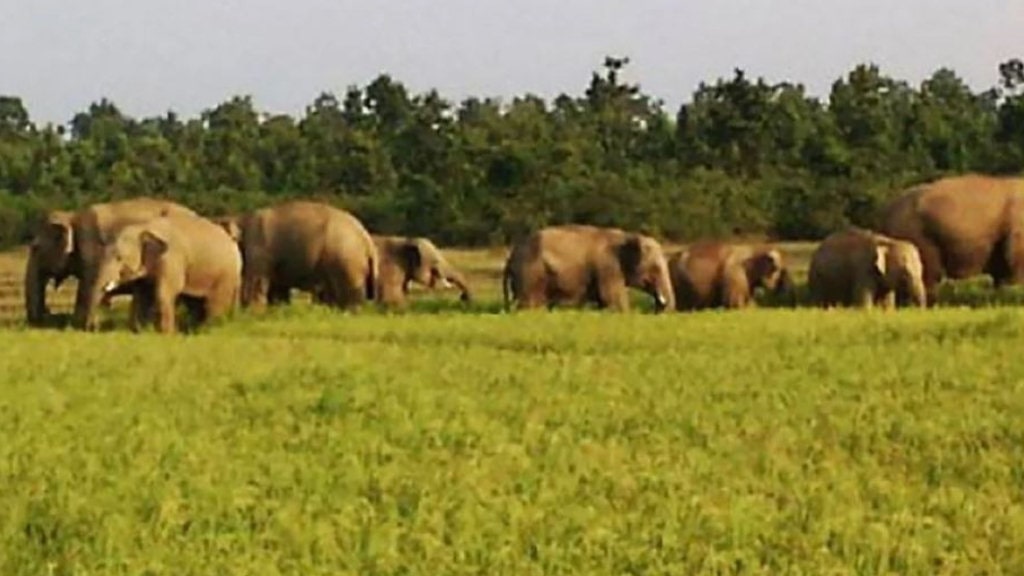 बाहुनडाँगीमा हात्तीको उपद्रो रोक्न कागती खेती