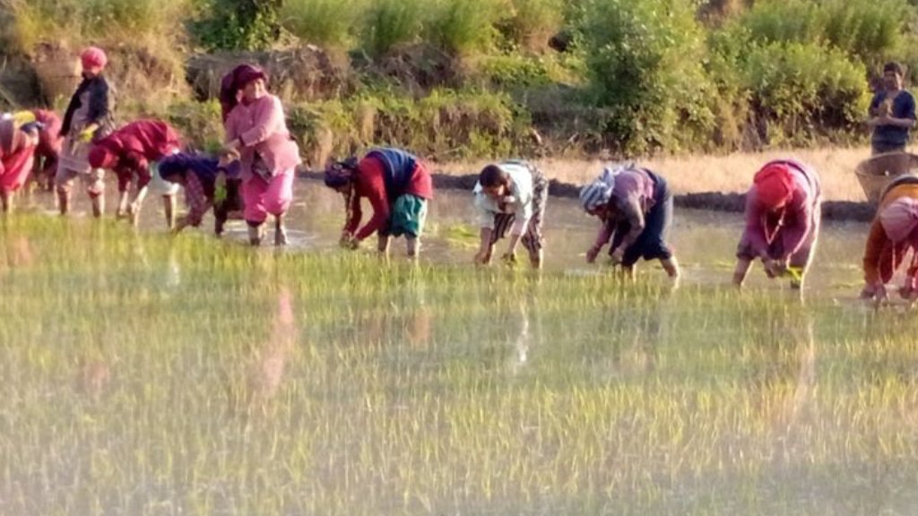 जुम्लाका किसानलाई मार्सीधान रोप्न भ्याइनभ्याइ