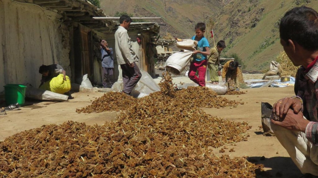 सङ्कटमा रैथाने स्रोत, बीउ जोगाउँदै बैङ्क image