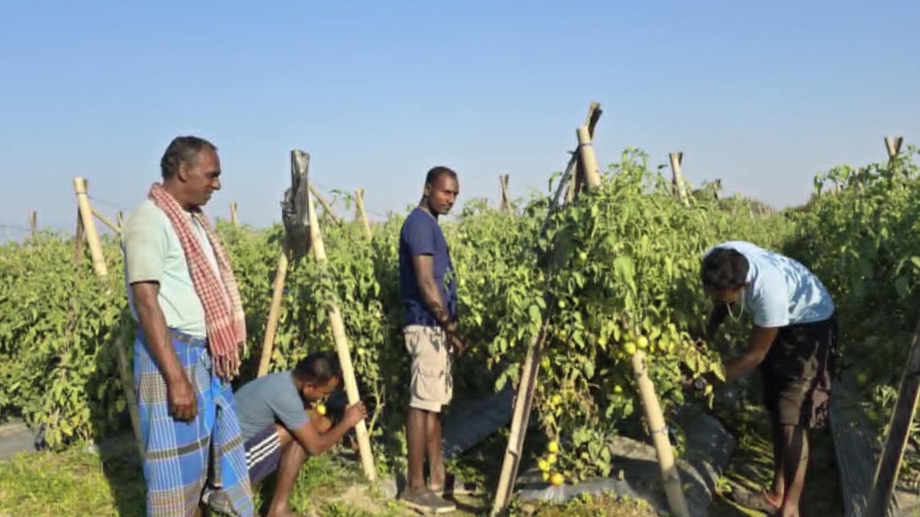 बारीदेखि बजारसम्म, तरकारीले ल्याएको परिवर्तन