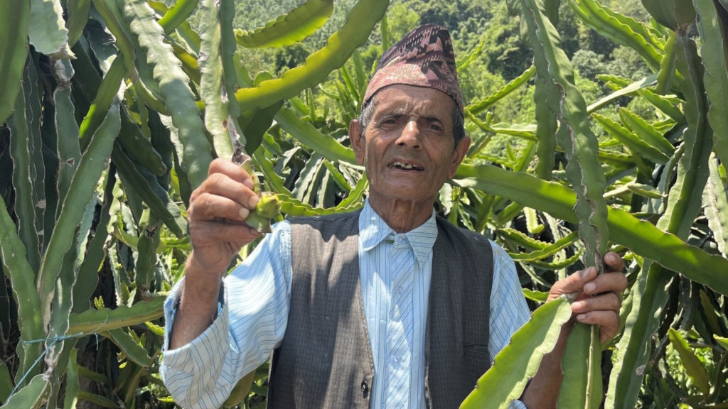 ड्रागन फ्रुटबाट वार्षिक दश लाख आम्दानी गर्दै ७७ वर्षीय बालकृष्ण image