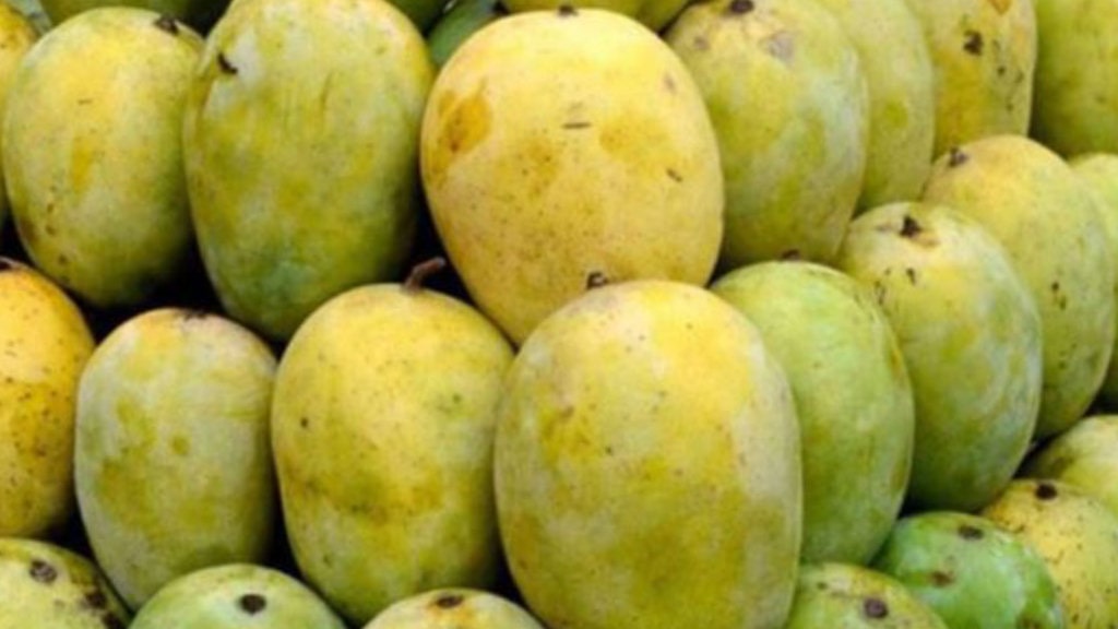 धनगढी उपमहानगरद्वारा विषादी प्रयोग गरिएका आँप नष्ट