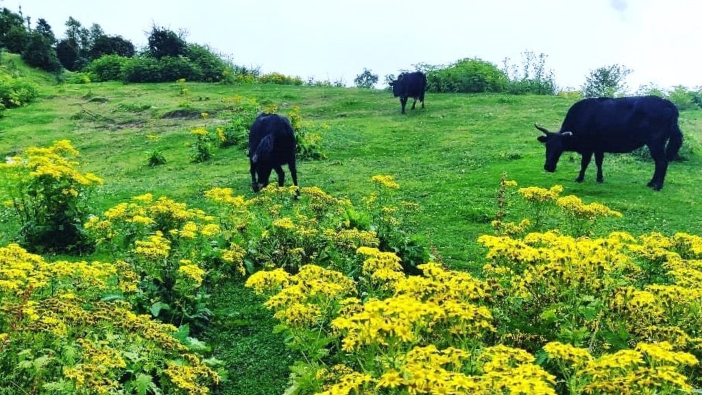 शैलुङको सौन्दर्य : प्रकृति, धर्म र शान्तिको संगम