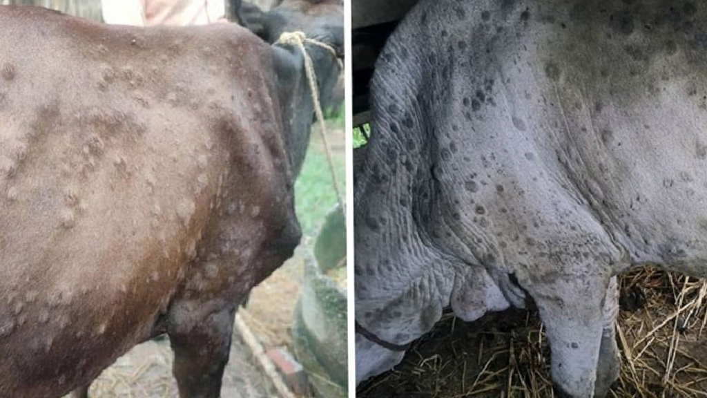 मेचीनगरमा ‘अफ्रिकन स्वाइन फ्लू’ र ‘लम्पी स्किन’को सङ्क्रमण, सतर्कता बढाइयो