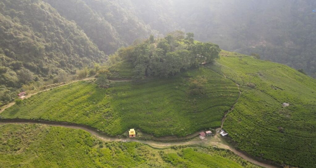 भोटेचौरको चियावगान : प्राकृतिक सौन्दर्यका बीच वेवारिसे, व्यवस्थापनको अभावले पर्यटकीय गन्तव्य जोखिममा