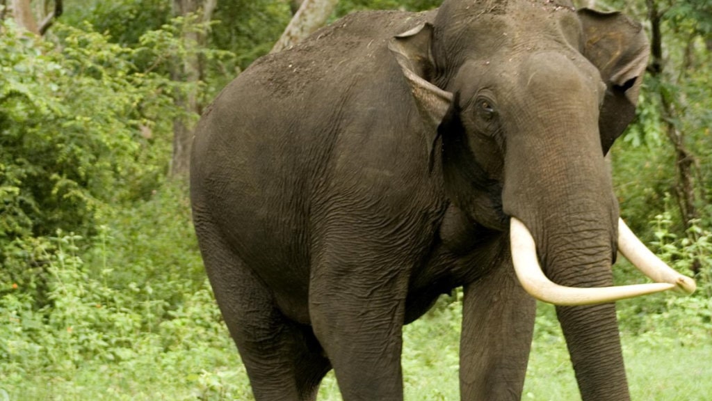 सिरहामा जङ्गली हात्तीको आतंक, आधा दर्जन घरमा क्षति