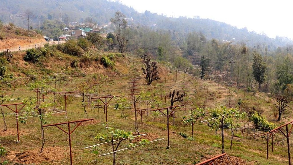 भोजपुर श्यामशिलाका अधिकांश किसान किवी खेतीमा