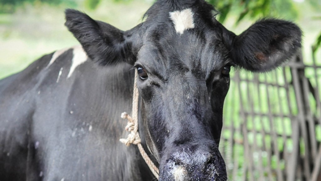 मकवानपुरमा फैलिएको खोरेत रोग नियन्त्रणमा