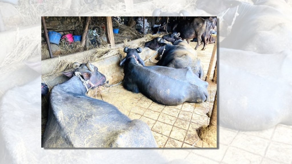 बागलुङका किसानले ७०५ पशुको बीमा गराए