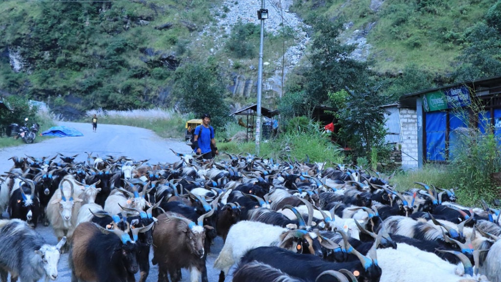 दशैँको आगमनसँगै बागलुङमा लेकबाट भेडीगोठ बेसी झर्ने क्रम सुरु