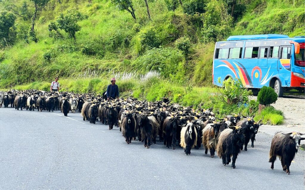 हिमाली च्यांग्रा पहाड र तराईका मुख्य बजारमा