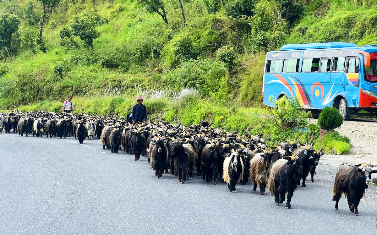 हिमाली च्यांग्रा पहाड र तराईका मुख्य बजारमा image