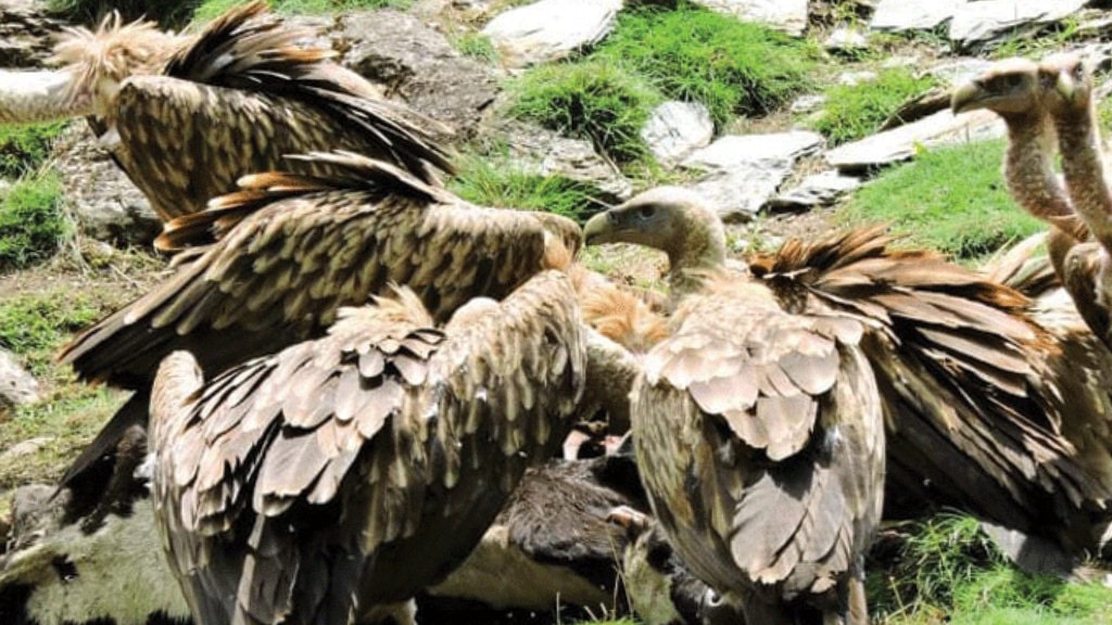 सुदूरपश्चिममा गिद्धको सङ्ख्या बढ्दा संरक्षणकर्मी उत्साहित