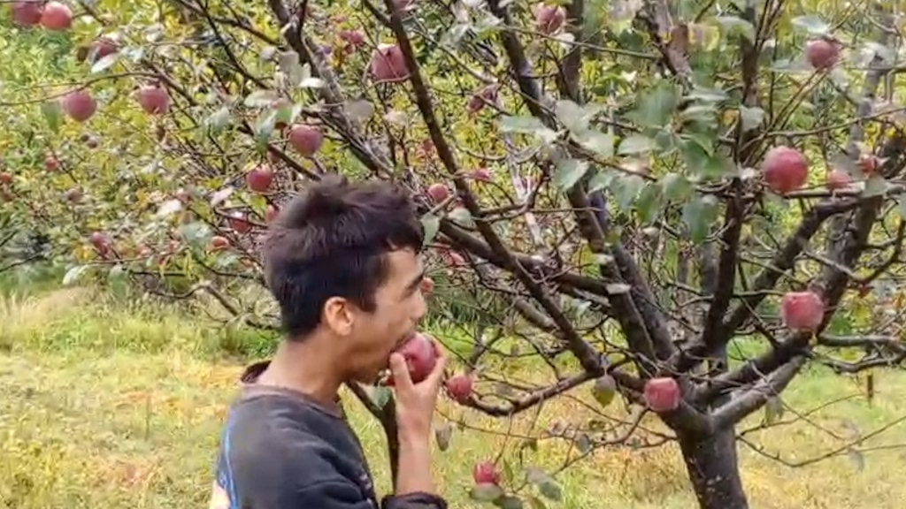 जुम्लाको अर्गानिक स्याउ : सम्भावना र चुनौती image
