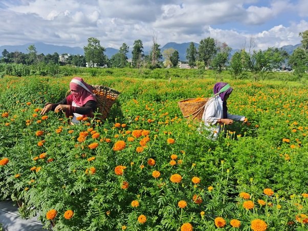बेमौसमी फूलखेती गरेर रु १५ लाख आम्दानी