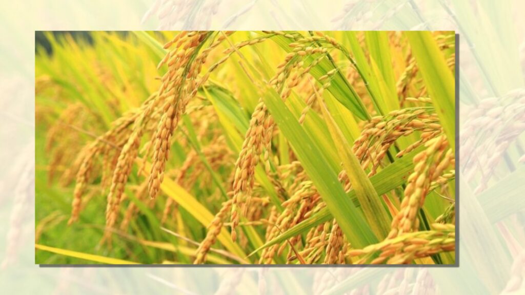 धानको उचित मूल्य नपाउँदा किसान चिन्तित