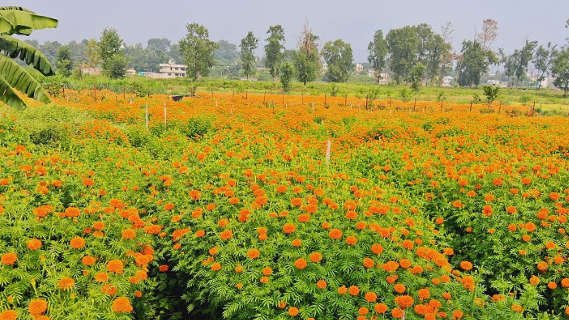 फुलखेतीमा देश आत्मनिर्भर बन्दै, ८ अर्ब ८३ करोड रुपैयाँ भन्दा धेरै लगानी image