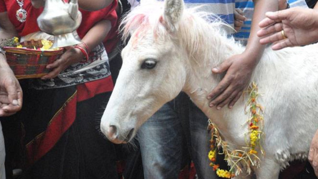 तलेजुको घोडा जात्रा सम्पन्न