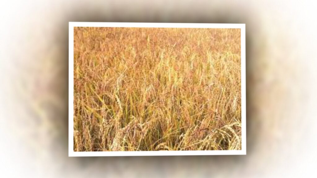 जुम्ली किसानलाई मार्सीधान काट्ने चटारो