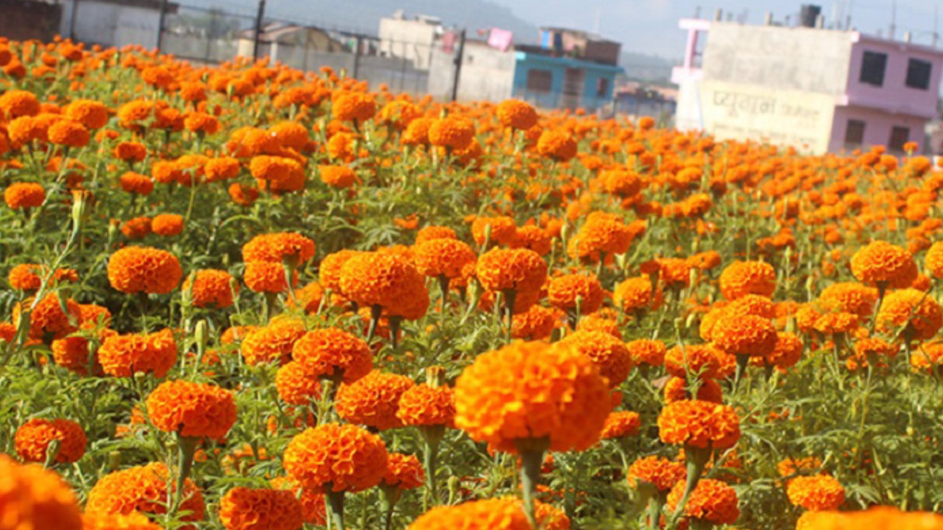 सामूहिक सयपत्री फूलखेतीमा महिला image