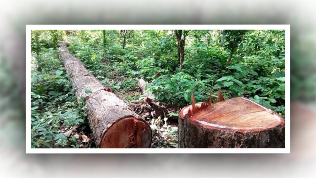 काठ बेचेर तनहुँका सामुदायिक वनले कमाए साढे आठ करोड