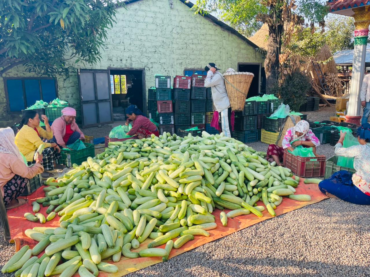 काँक्रा बेचेर मनग्य आम्दानी लिँदै हुप्सेकोटका किसान image