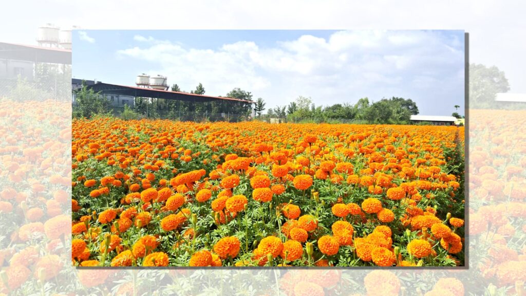 नर्सरीबाट वार्षिक ४० लाख आम्दानी