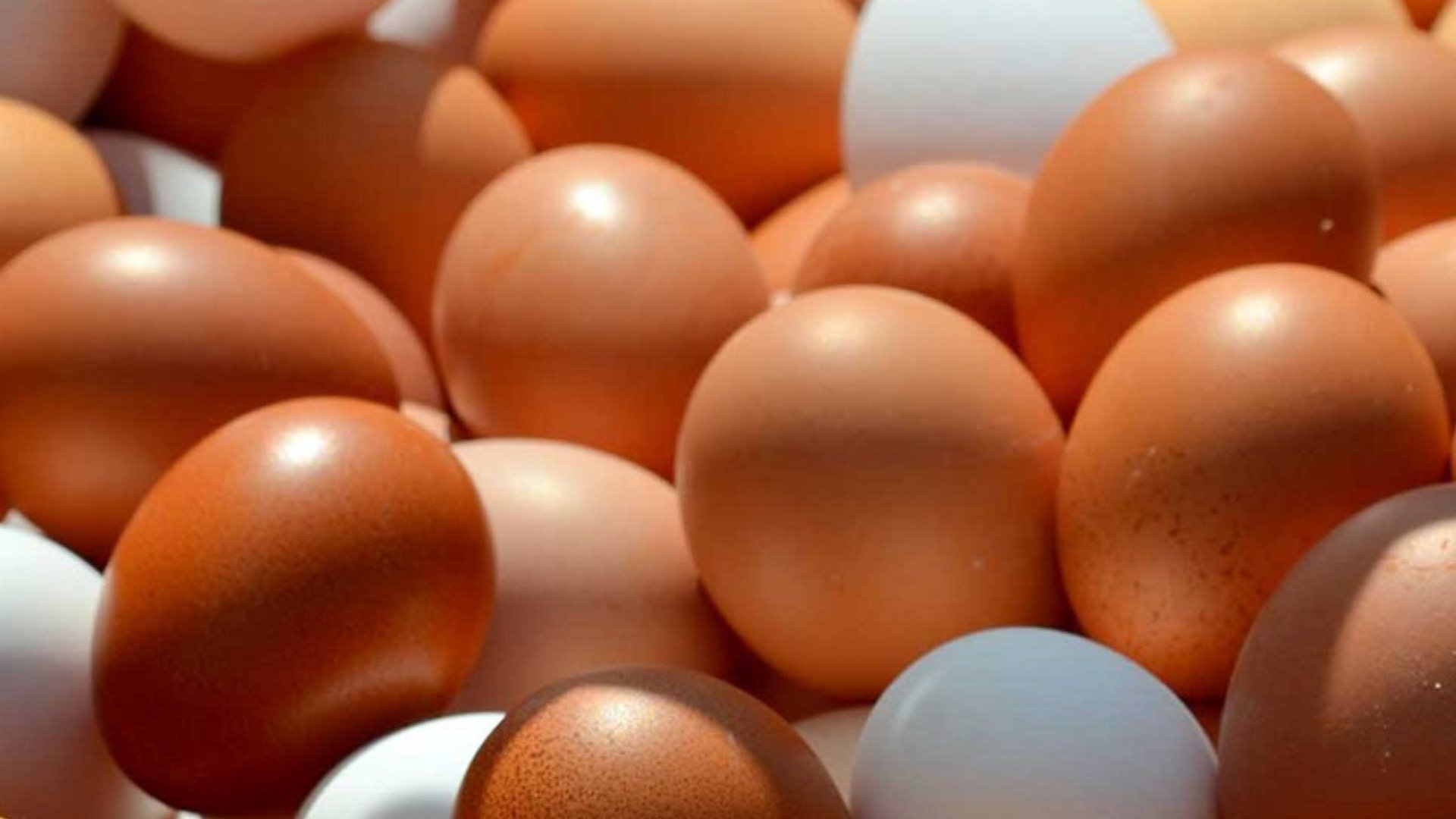 अण्डाको मूल्य वृद्धि : ठूलो प्रतिक्रेट ४२५, मझौला ३७५ image