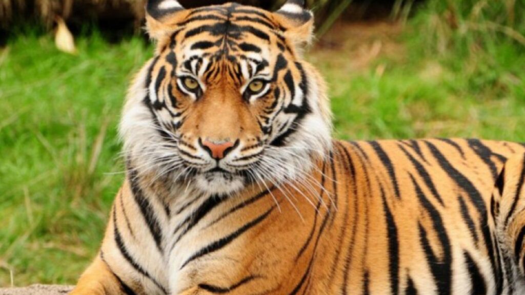 चितवन र पर्सा राष्ट्रिय निकुञ्जमा बाघ गणनाको एक भाग बाँकी