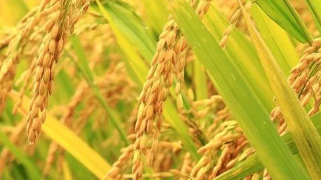 धानको उत्पादन घटेसँगै मूल्यमा पनि गिरावट
