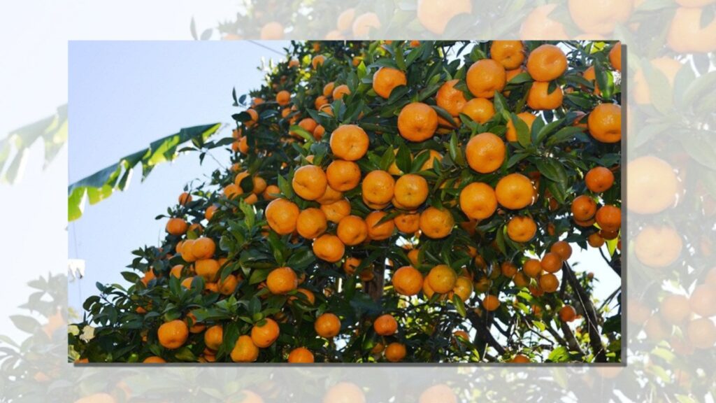 बागलुङका किसान सुन्तला सस्तोमा बेच्न बाध्य