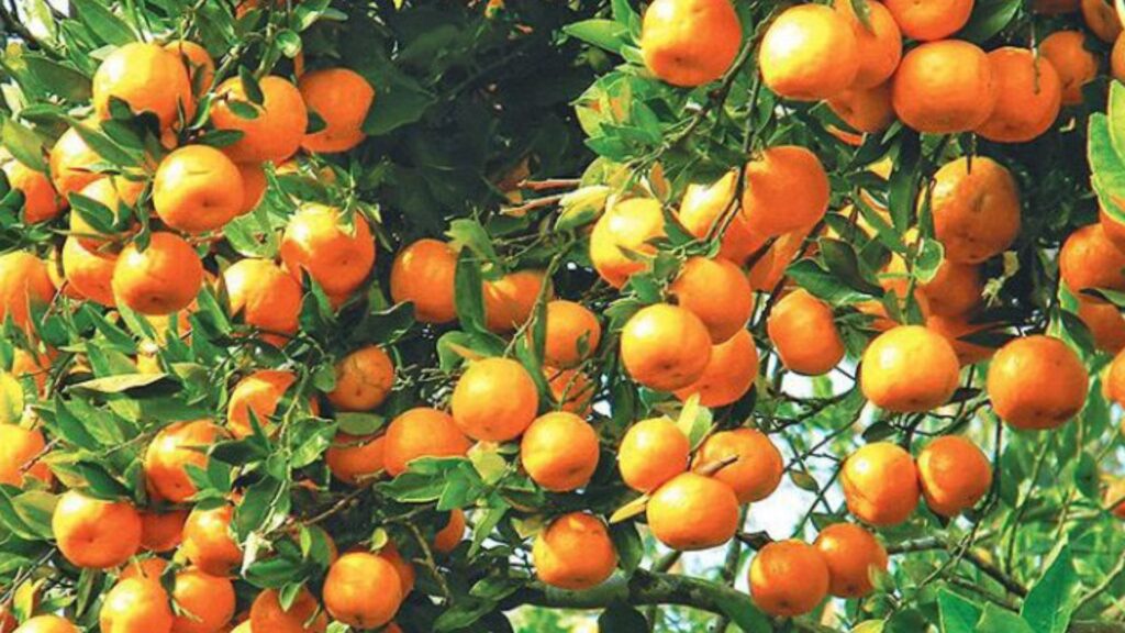 सुन्तला टिप्ने काम खोज्दै धादिङका युवा म्याग्दीमा