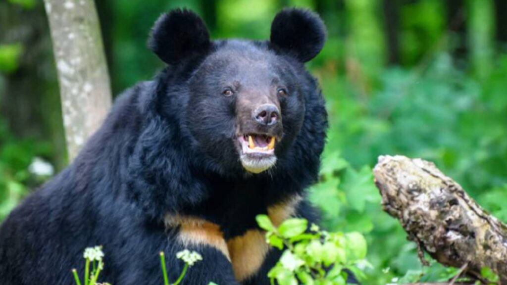 फुङलिङमा भालु नियन्त्रणमा लिन फलामको खोर राखियो, सतर्कता अपनाउन आग्रह