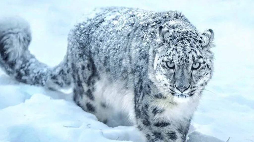 मुस्ताङका उच्चलेकमा हिउँ चितुवा अध्ययन गर्न ‘क्यामेरा ट्यापिङ’ गरिँदै