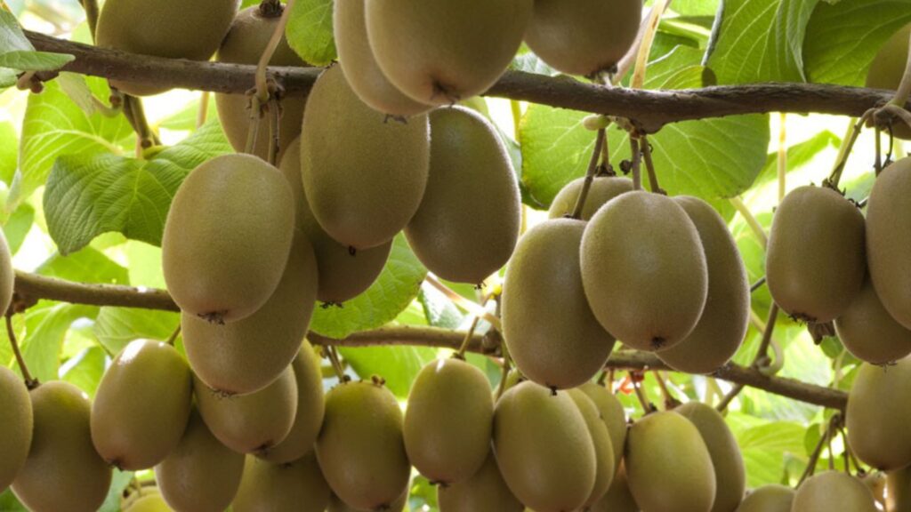 प्राकृतिक शीतभण्डारबाट किबीमा तेब्बर मूल्य