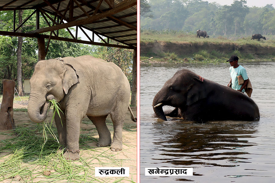 चितवनमा हुर्किएका रुद्रकली र खगेन्द्र हात्ती उपहारस्वरूप कतार प्रस्थान गर्दै