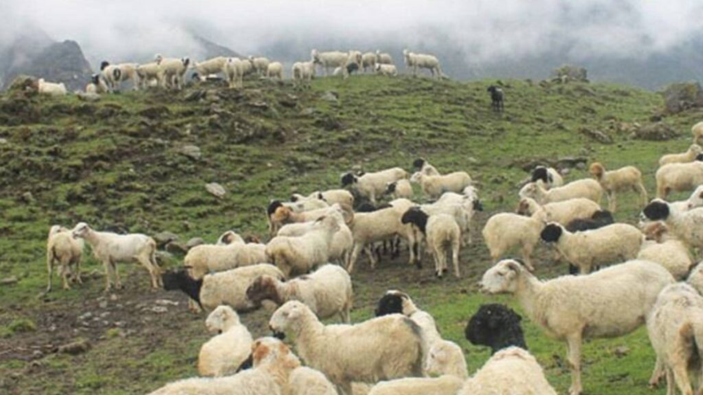 भेडापालक किसानलाई गाउँपालिकाको अनुदान