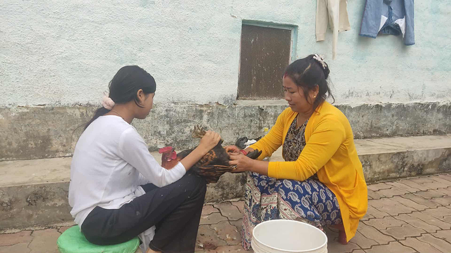 दाङको पहिचान बन्दै बधिया भाले, व्यावसायिक पालनबाट किसानको आम्दानी