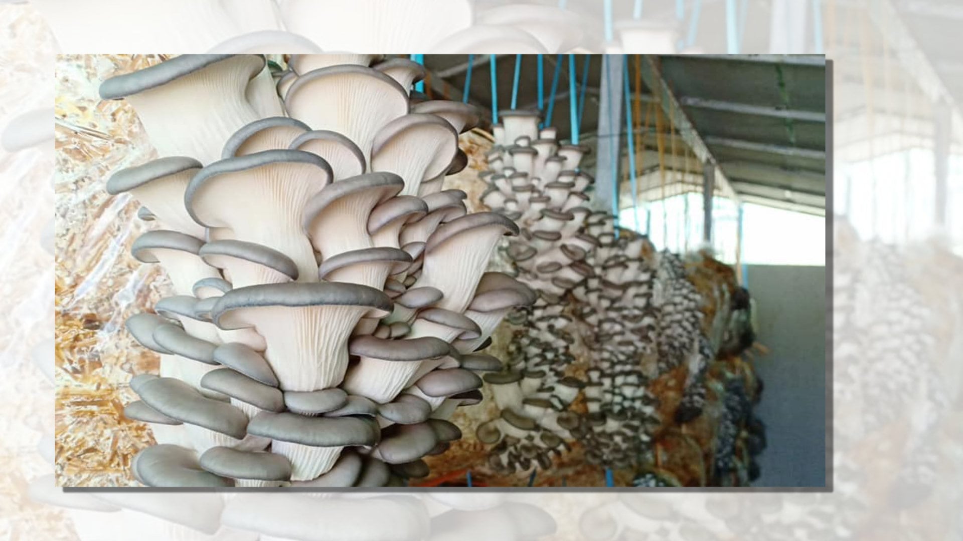 जागिर हुँदाहुँदै विदेश पलायन, कृषि वैज्ञानिकको अभावले अनुसन्धान संकटमा image