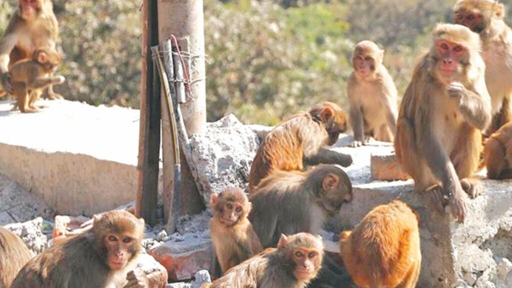 दोलखाका किसान बाँदर आतङ्कबाट गम्भीर रूपमा प्रभावित