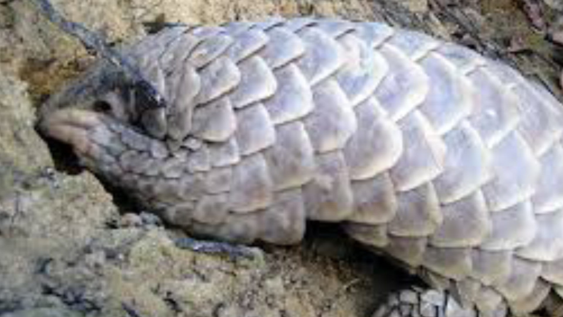 नेपालमै पहिलोपटक चितवनको माडीमा सालक सम्मेलन आयोजना image