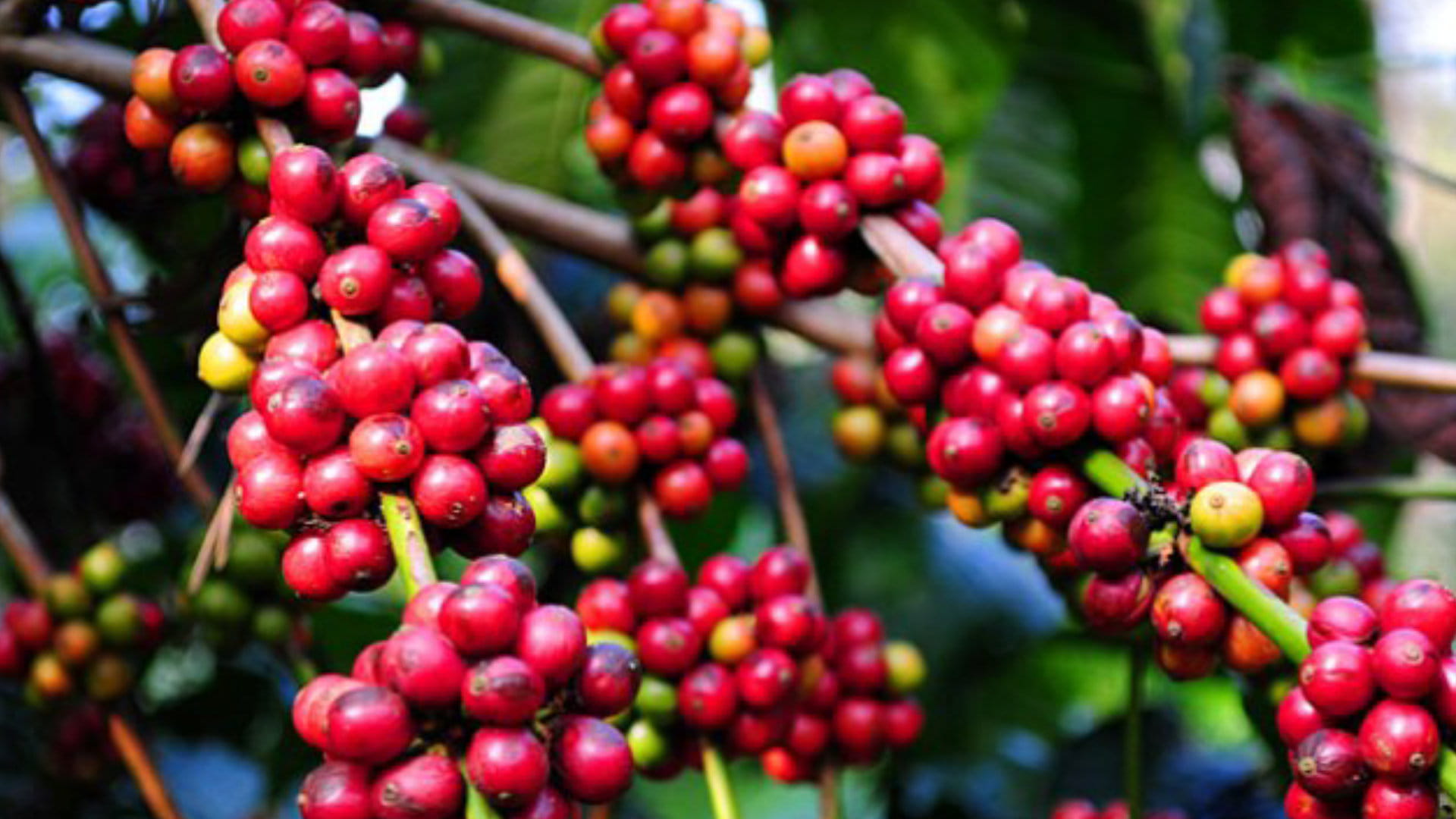 जलवायु परिवर्तनका कारण कफी उत्पादक देशहरूमा चरम गर्मी वृद्धि image