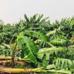 चितवनमा हुरीले केराखेतीमा चार करोडभन्दा बढीको क्षति