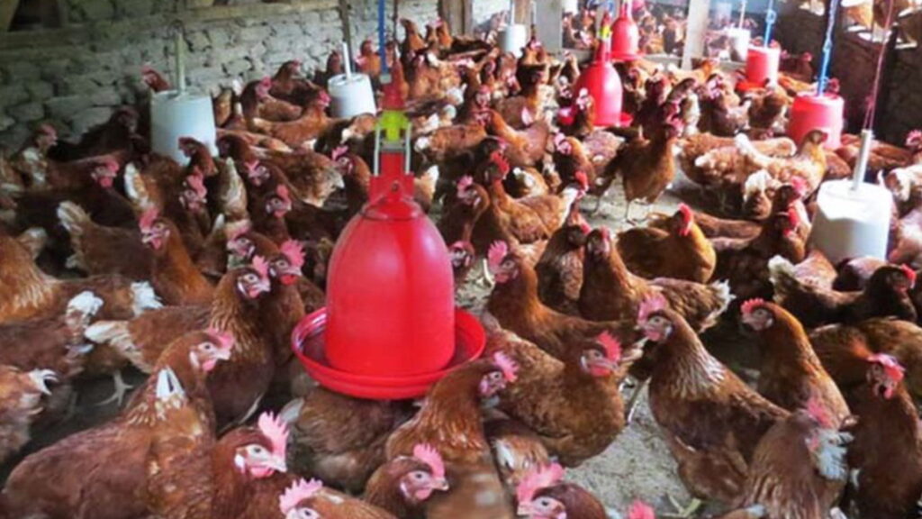 नेपालमा कुखुरापालन व्यवसाय विस्तार, एक वर्षमा झण्डै ६१ अर्बको मासु कारोबार