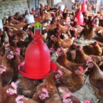 नेपालमा कुखुरापालन व्यवसाय विस्तार, एक वर्षमा झण्डै ६१ अर्बको मासु कारोबार