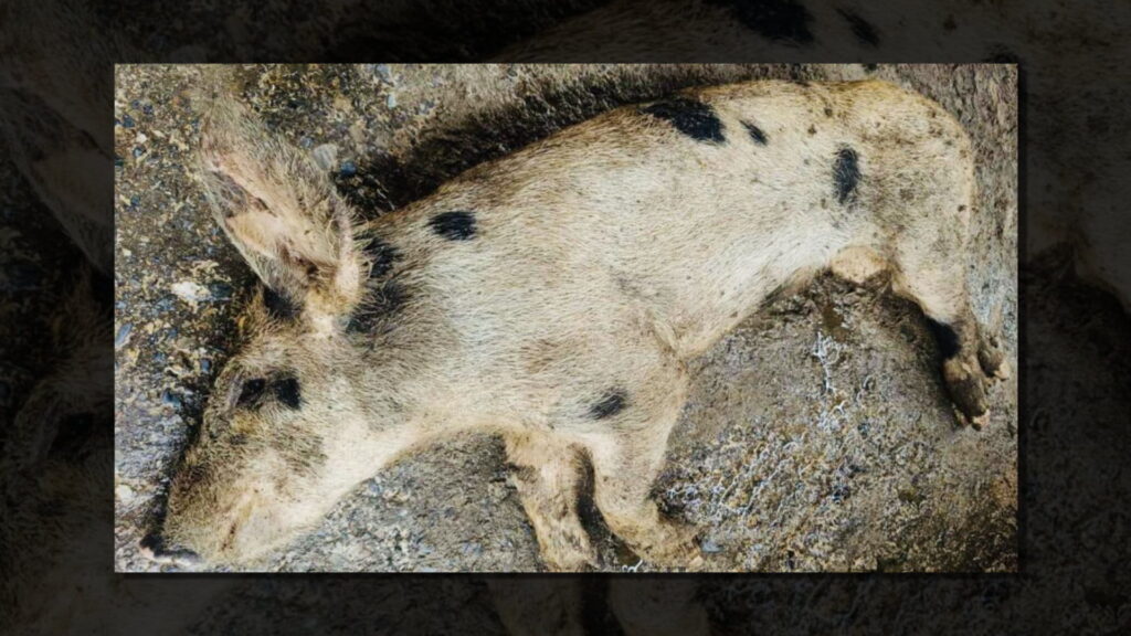 रौतहटमा ‘स्वाइन फिभर’लागेर बङ्गुर मर्न थाले