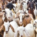 चितवनका सातै पालिकामा ‘पीपीआर’ खोप अभियान, २.५ लाख बाख्रालाई खोप लगाइने