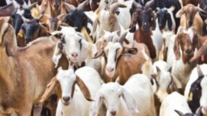 चितवनका सातै पालिकामा ‘पीपीआर’ खोप अभियान, २.५ लाख बाख्रालाई खोप लगाइने image