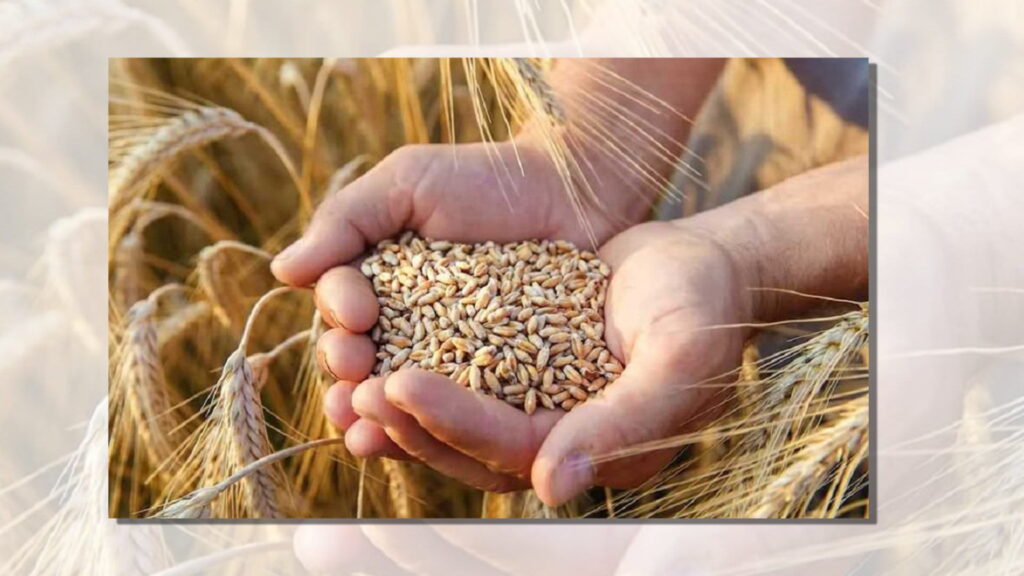 गहुँको समर्थन मूल्य निर्धारण प्रस्ताव उद्योग मन्त्रालयमा, मन्त्रिपरिषद्ले अन्तिम निर्णय गर्ने